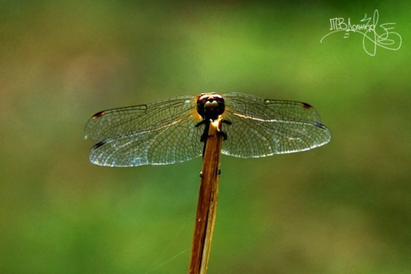 Фотовиставка Тетяни Должко